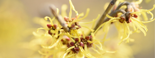 Witch Hazel