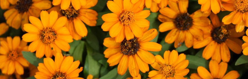 Calendula