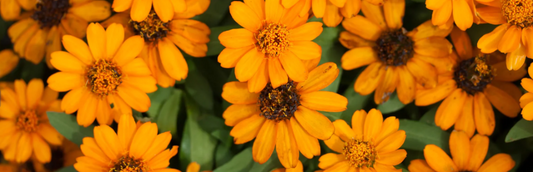 Calendula