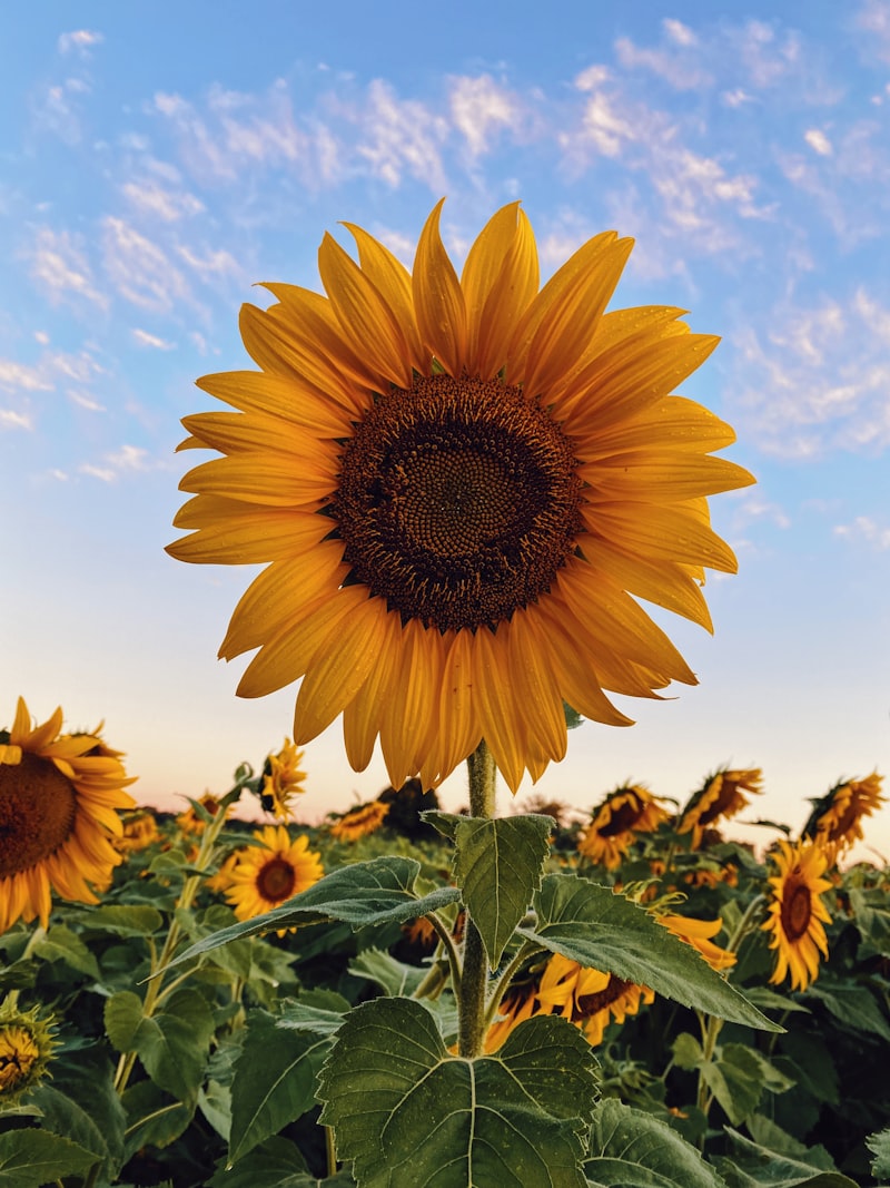 Calendula: The Quiet Powerhouse in Every SkinGuard Bottle